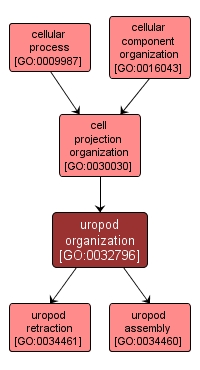 GO:0032796 - uropod organization (interactive image map)