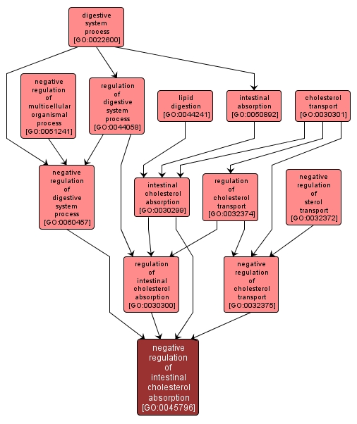 GO:0045796 - negative regulation of intestinal cholesterol absorption (interactive image map)