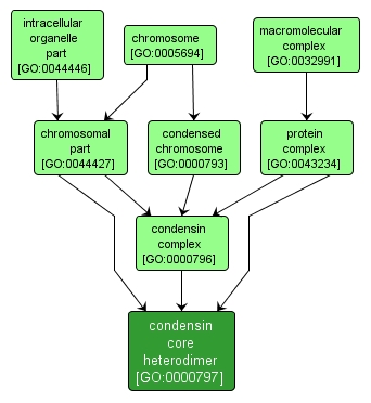 GO:0000797 - condensin core heterodimer (interactive image map)