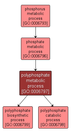 GO:0006797 - polyphosphate metabolic process (interactive image map)