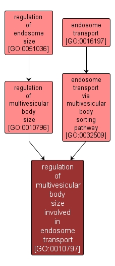 GO:0010797 - regulation of multivesicular body size involved in endosome transport (interactive image map)