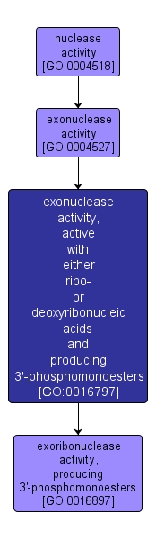 GO:0016797 - exonuclease activity, active with either ribo- or deoxyribonucleic acids and producing 3'-phosphomonoesters (interactive image map)