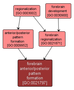 GO:0021797 - forebrain anterior/posterior pattern formation (interactive image map)