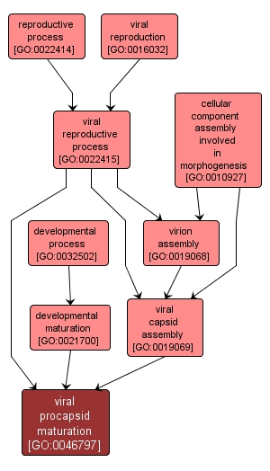 GO:0046797 - viral procapsid maturation (interactive image map)