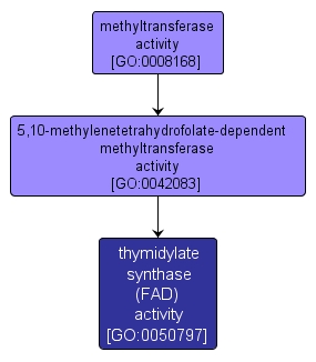 GO:0050797 - thymidylate synthase (FAD) activity (interactive image map)