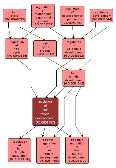 GO:0051797 - regulation of hair follicle development (interactive image map)