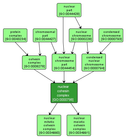 GO:0000798 - nuclear cohesin complex (interactive image map)