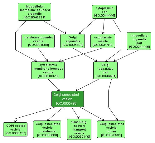 GO:0005798 - Golgi-associated vesicle (interactive image map)