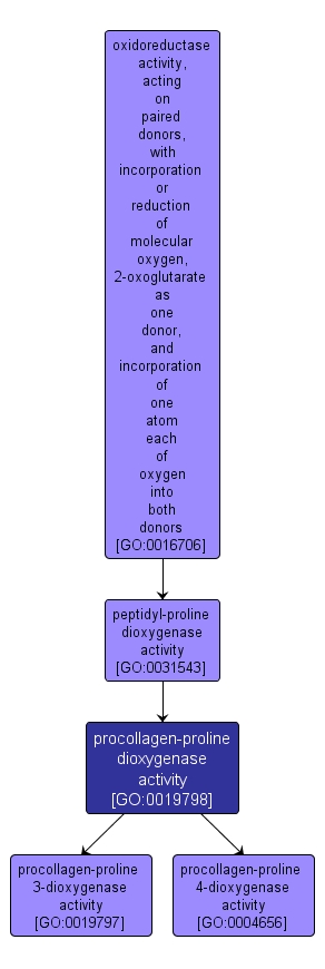 GO:0019798 - procollagen-proline dioxygenase activity (interactive image map)