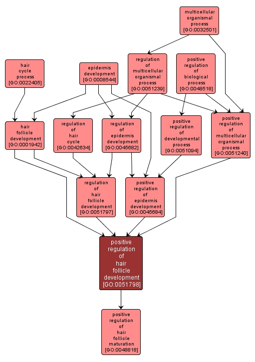 GO:0051798 - positive regulation of hair follicle development (interactive image map)