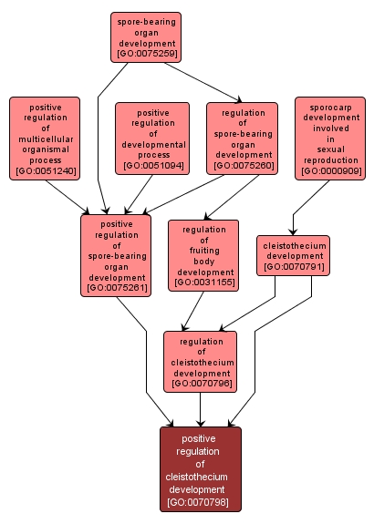 GO:0070798 - positive regulation of cleistothecium development (interactive image map)