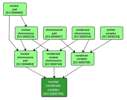 GO:0000799 - nuclear condensin complex (interactive image map)