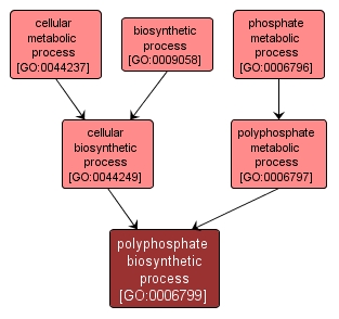 GO:0006799 - polyphosphate biosynthetic process (interactive image map)