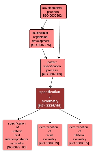 GO:0009799 - specification of symmetry (interactive image map)