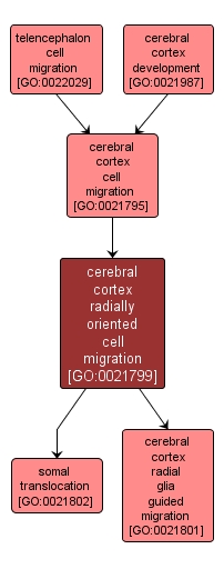 GO:0021799 - cerebral cortex radially oriented cell migration (interactive image map)