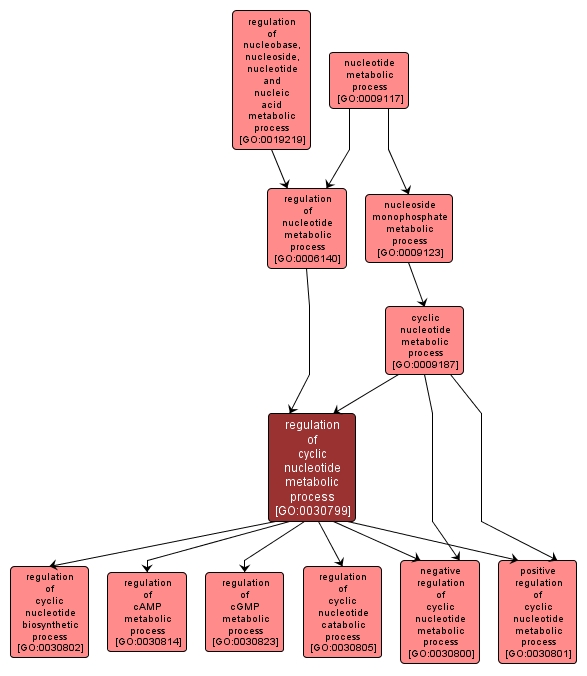 GO:0030799 - regulation of cyclic nucleotide metabolic process (interactive image map)