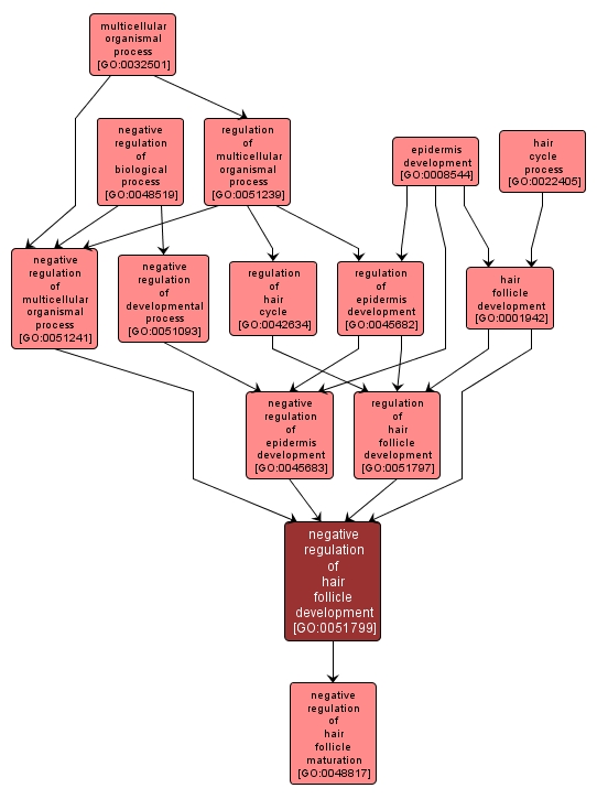 GO:0051799 - negative regulation of hair follicle development (interactive image map)