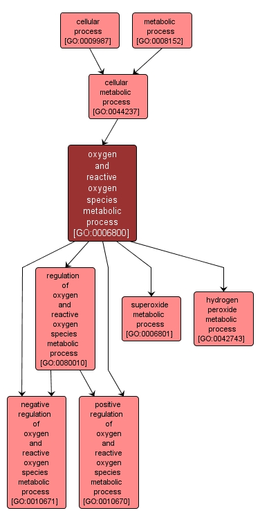 GO:0006800 - oxygen and reactive oxygen species metabolic process (interactive image map)