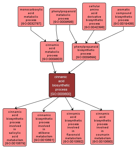 GO:0009800 - cinnamic acid biosynthetic process (interactive image map)
