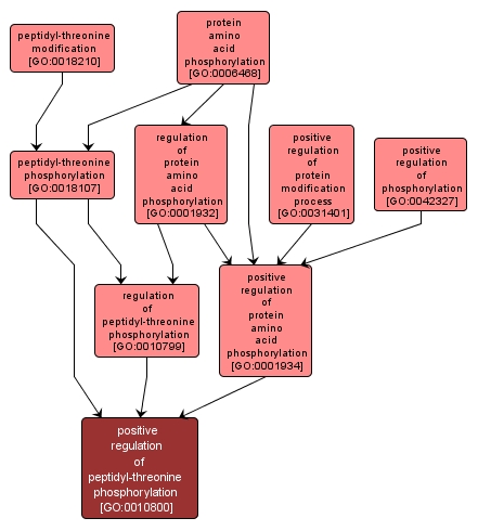 GO:0010800 - positive regulation of peptidyl-threonine phosphorylation (interactive image map)