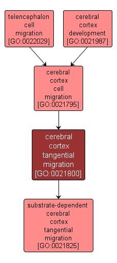 GO:0021800 - cerebral cortex tangential migration (interactive image map)