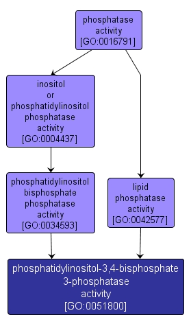 GO:0051800 - phosphatidylinositol-3,4-bisphosphate 3-phosphatase activity (interactive image map)