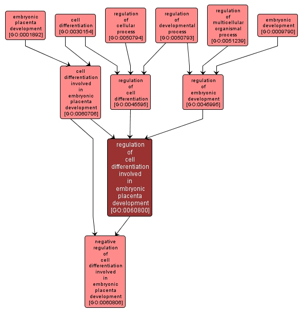 GO:0060800 - regulation of cell differentiation involved in embryonic placenta development (interactive image map)