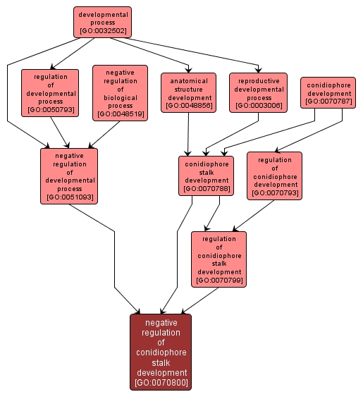 GO:0070800 - negative regulation of conidiophore stalk development (interactive image map)