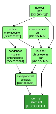 GO:0000801 - central element (interactive image map)