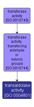 GO:0004801 - transaldolase activity (interactive image map)
