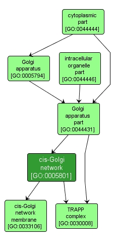 GO:0005801 - cis-Golgi network (interactive image map)