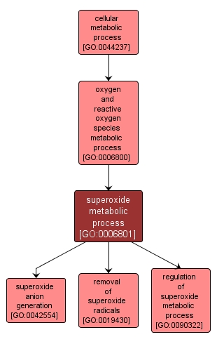 GO:0006801 - superoxide metabolic process (interactive image map)