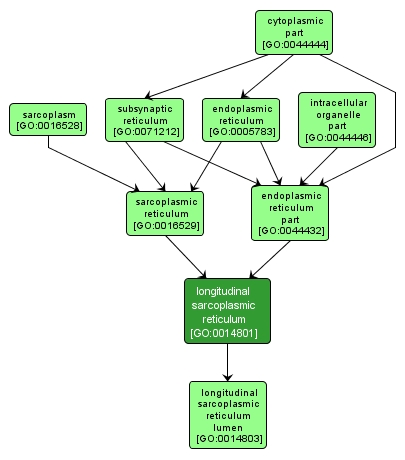 GO:0014801 - longitudinal sarcoplasmic reticulum (interactive image map)