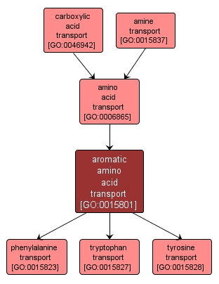 GO:0015801 - aromatic amino acid transport (interactive image map)