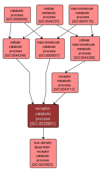 GO:0032801 - receptor catabolic process (interactive image map)
