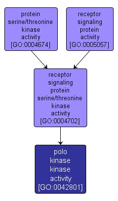 GO:0042801 - polo kinase kinase activity (interactive image map)