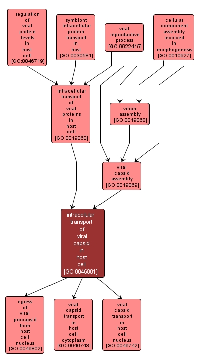 GO:0046801 - intracellular transport of viral capsid in host cell (interactive image map)