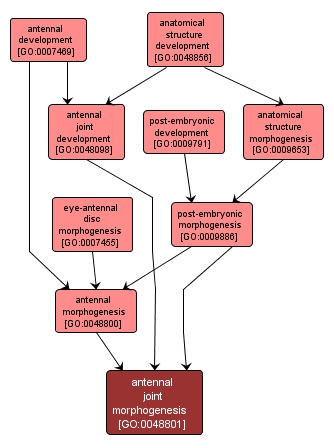 GO:0048801 - antennal joint morphogenesis (interactive image map)