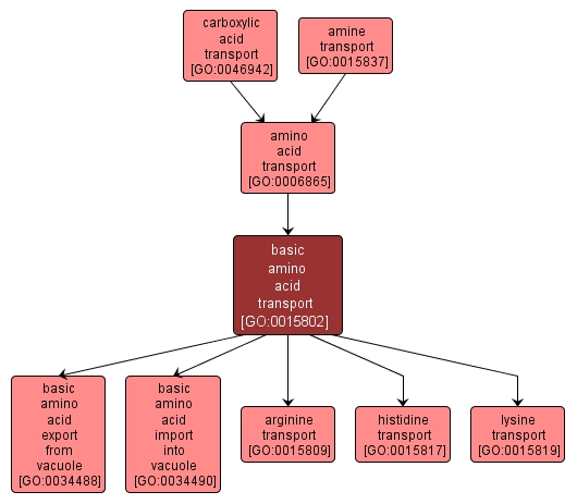 GO:0015802 - basic amino acid transport (interactive image map)