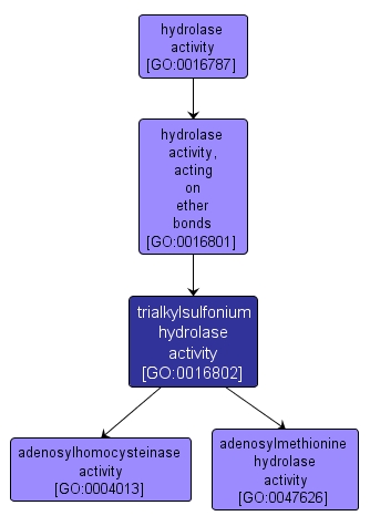 GO:0016802 - trialkylsulfonium hydrolase activity (interactive image map)