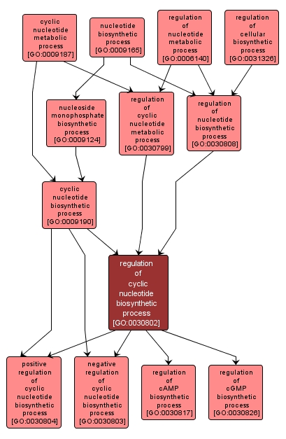 GO:0030802 - regulation of cyclic nucleotide biosynthetic process (interactive image map)