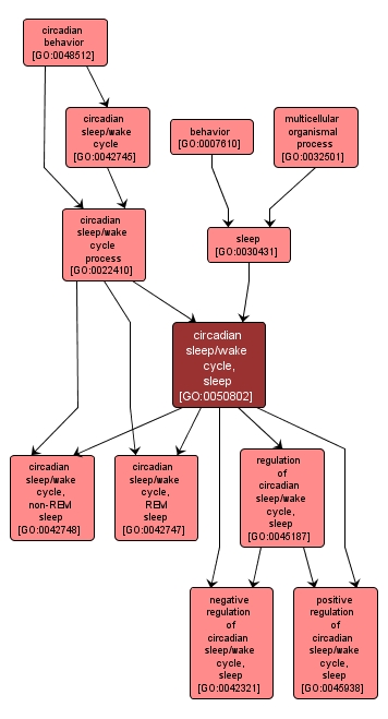 GO:0050802 - circadian sleep/wake cycle, sleep (interactive image map)