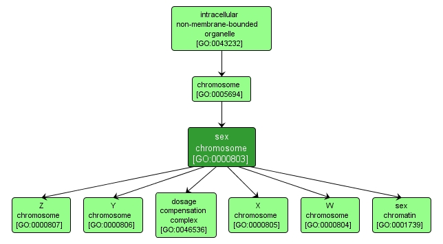 GO:0000803 - sex chromosome (interactive image map)