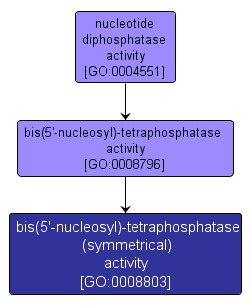 GO:0008803 - bis(5'-nucleosyl)-tetraphosphatase (symmetrical) activity (interactive image map)