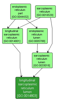 GO:0014803 - longitudinal sarcoplasmic reticulum lumen (interactive image map)