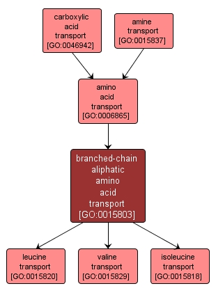 GO:0015803 - branched-chain aliphatic amino acid transport (interactive image map)