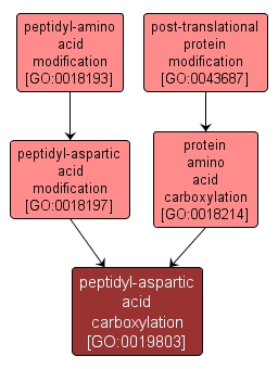 GO:0019803 - peptidyl-aspartic acid carboxylation (interactive image map)