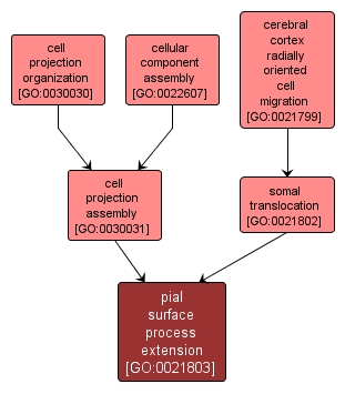 GO:0021803 - pial surface process extension (interactive image map)