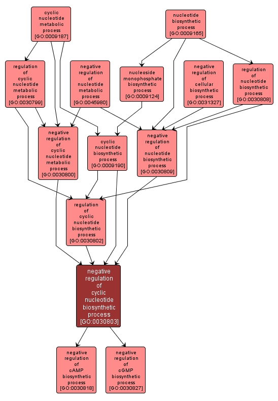 GO:0030803 - negative regulation of cyclic nucleotide biosynthetic process (interactive image map)