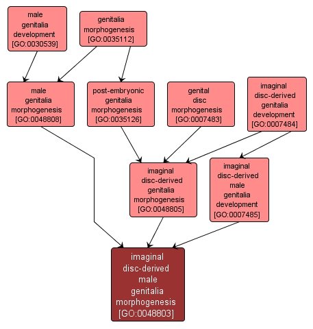 GO:0048803 - imaginal disc-derived male genitalia morphogenesis (interactive image map)